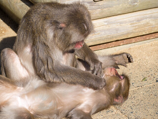 かいがいしく相手の身体のノミ取りの世話を焼くかわいらしい大分県高崎山自然動物園のニホンザル