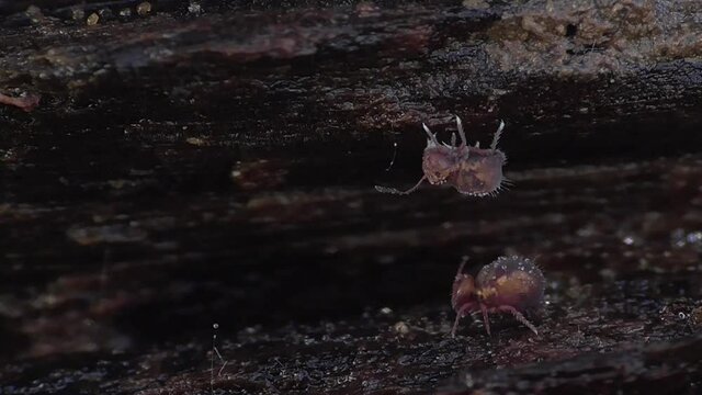 Kugelspringer (ca. 1mm)