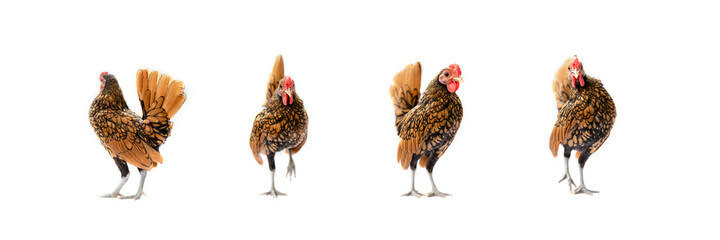 Four isolated Brown SeBright Chicken on the white background in studiolight
