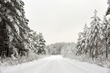 Fototapeta premium Snow covered Forest Road in Sweden