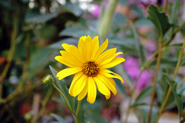  Yellow flower very bright colored.   