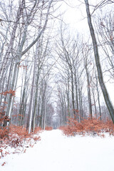 White winter landscape in the forest showing a snowy trail