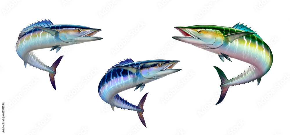 Wall mural Spanish Mackerel wahoo dark blue fish big fish on white realistic illustration isolate.