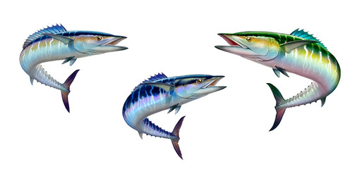 Spanish Mackerel wahoo dark blue fish big fish on white realistic illustration isolate. - 408521596