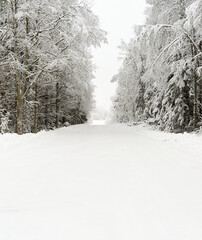 Snow covered Forest Road in Sweden