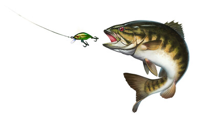 Smallmouth bass jumps out of water illustration isolate realistic.  Big smallmouth Bass perch fishing in the usa on a river or lake at the weekend. Bass hunts for the golden wobbler bait.