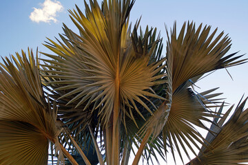 Large leaves of a palm tree in the rays of the evening sun.