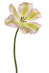 tulip flower isolated