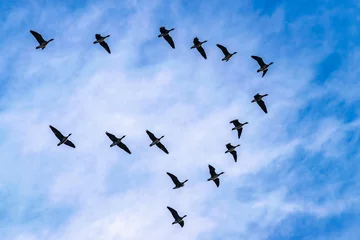 Zelfklevend Fotobehang Geese fly in a flock high in the sky. A flock of migratory birds in the blue sky. © O de R