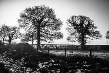 mono chrome two trees