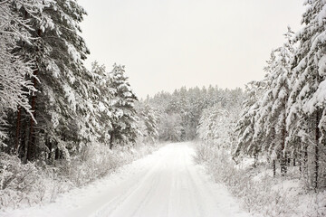 Fototapeta premium Snow covered Forest Road in Sweden