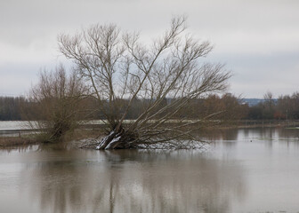 A Bare Tree In Flood Water During Winter