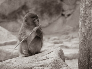 なつかしさを感じるセピア色の写真
大分県高崎山自然動物園のサルたち