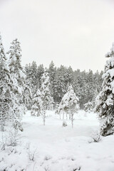 Snow covered Forest Road in Sweden