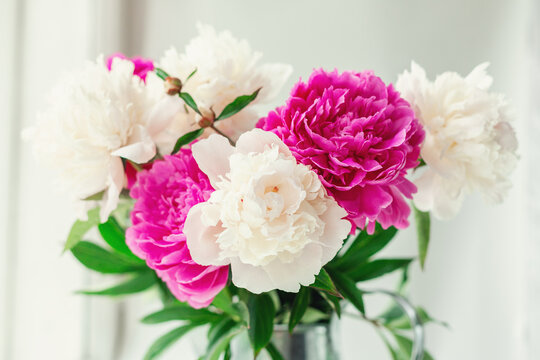 Bouquet of beautiful peonies in the garden. Pink and white peonies in a tin jug. Soft focus - Image