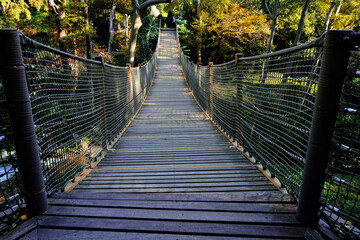 Rope bridge in the forest wit a beautiful perspective.      