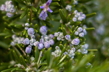 Macro picture of rosemary flowers.Purple blooming of rosemary with the green leaves,Fresh Rosemary Herb,Wildlife in Italy.