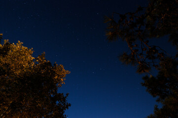 trees and stars at night