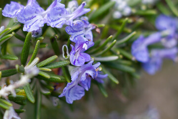 Macro picture of rosemary flowers.Purple blooming of rosemary with the green leaves,Fresh Rosemary Herb,Wildlife in Italy.