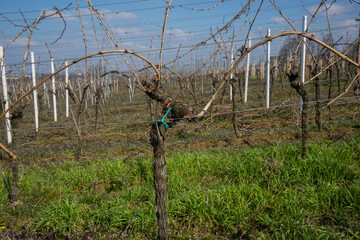 Gebundene Ruten am Weinstock