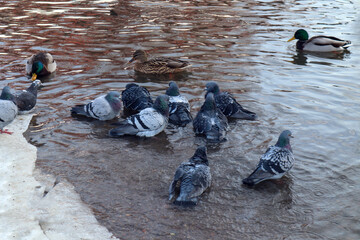 Fototapeta premium A group of pigeons swim in a winter river, side view