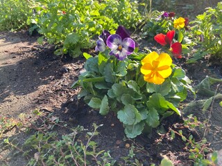 flowers in the garden