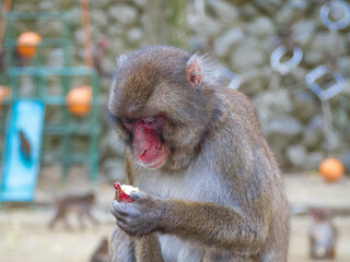 大分県高崎山自然動物園のサルたち