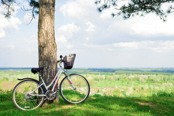 a white bicycle in the forest leaning against a pine trunk