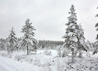snow covered trees in winter
