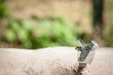 Push button tap on a drinking foutainalso called self closing faucet on display, aimed at distributing fresh drinking water, with a wasp trying to drink during a summer heat wave