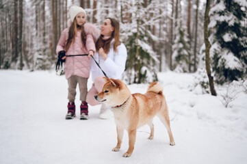 Happy family young mother and little cute girl in pink warm outwear walking having fun with red shiba inu dog in snowy white cold winter forest outdoors. Family sport vacation activities.