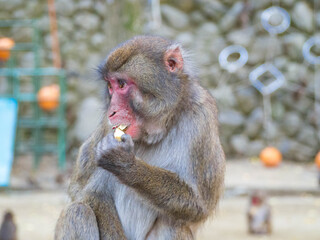 おいしそうにサツマイモをかじる高崎山自然動物園のニホンザル