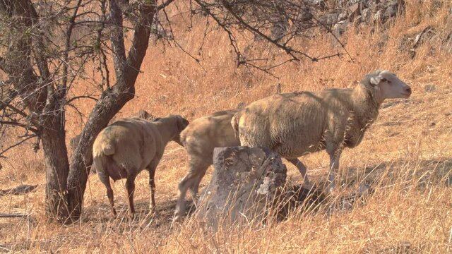 A herd of sheep grazing in the Golan Heights in a biblical landscape