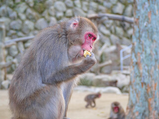 おいしそうにサツマイモをかじる高崎山自然動物園のニホンザル