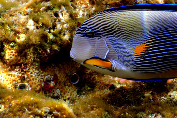 Fototapeta na wymiar Colorful Coral Reef At The Bottom Of Tropical Sea. Red Sea - Acanthurus sohal (sohal surgeon)