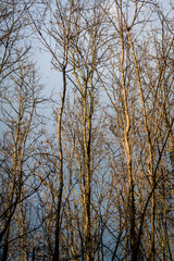 Bare branched trees in winter, Zagorje, Croatia