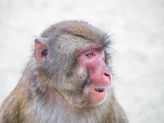 大分県高崎自然動物園の凛々しいイケメンニホンザルの横顔