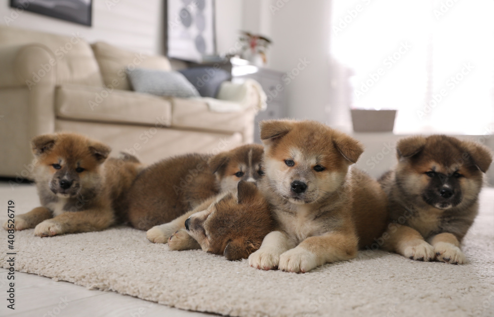 Sticker Adorable Akita Inu puppies on carpet indoors