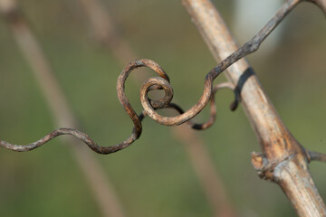 Alte Triebe an einem weinstock