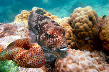 Arothron stellatus