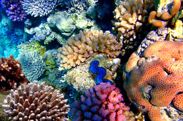 Coral Reef with Acropora