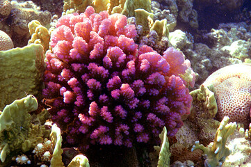 Fototapeta na wymiar Colorful coral reef with hard corals at the bottom of tropical Sea. Red Sea
