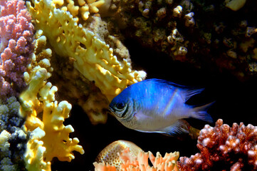 Damselfish