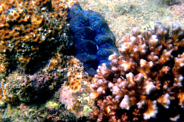 Tridacna Gigas