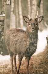 beautiful young deer eating in the forest