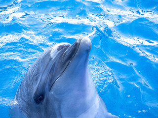 水族館のプールの中から顔を出したかわいらしいイルカ
