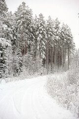 Snow covered Forest Road in Sweden