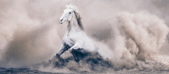 beautiful stallion , horse 
