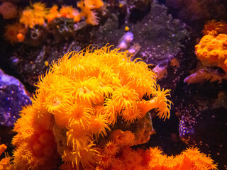 美しい海に生息する色鮮やかな暖色系のサンゴ