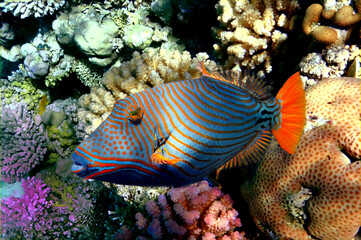 Marine life and coral reefs at the Red Sea